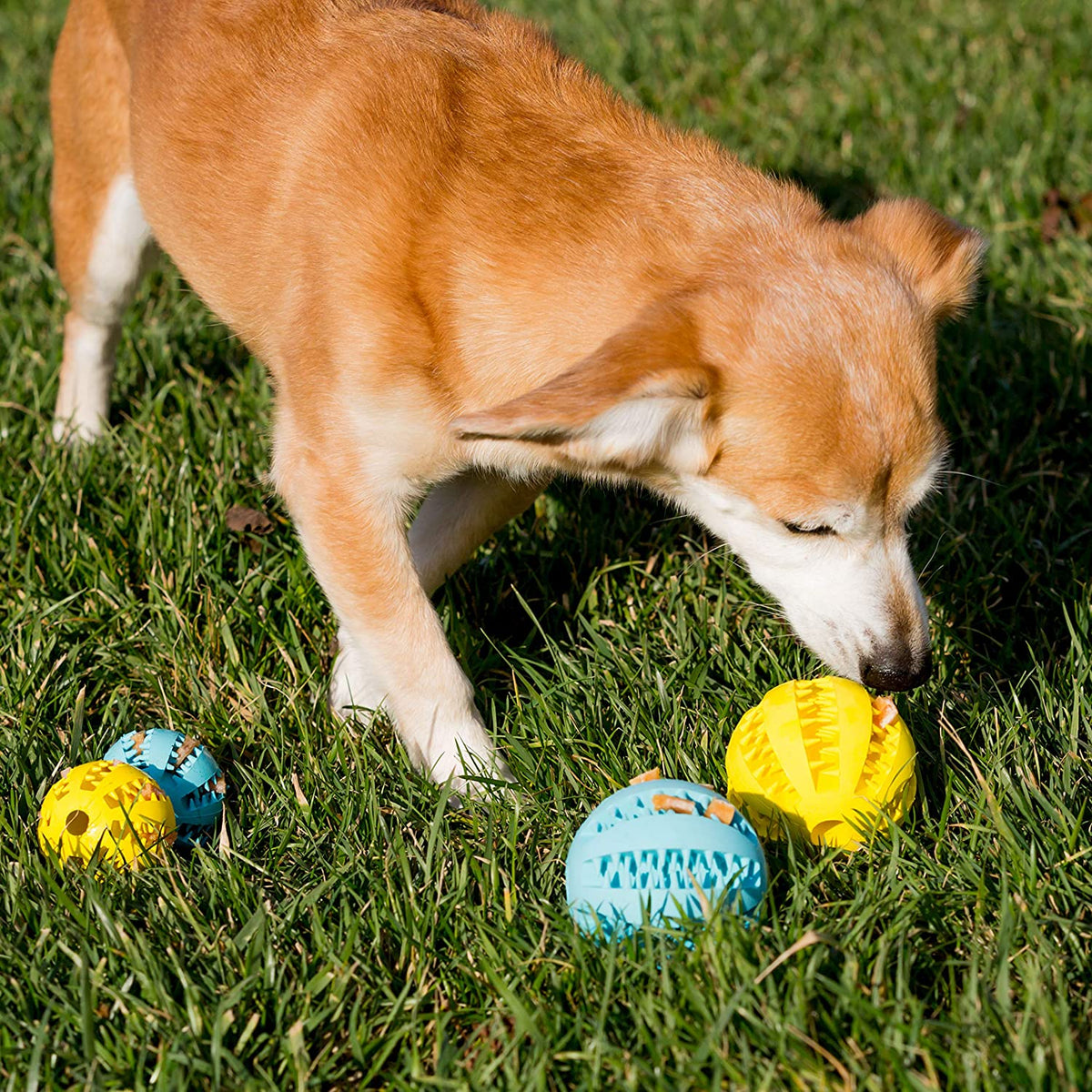 Dog Teething Toy Balls